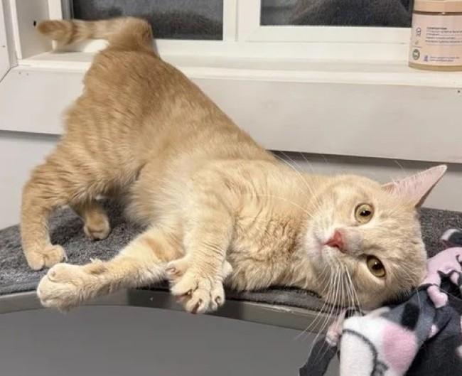 BACON, a ADOPTABLE Domestic Short Hair in Madison, WI image 3/3