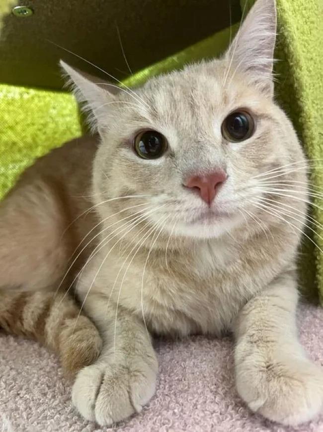BACON, a ADOPTABLE Domestic Short Hair in Madison, WI image 1/3