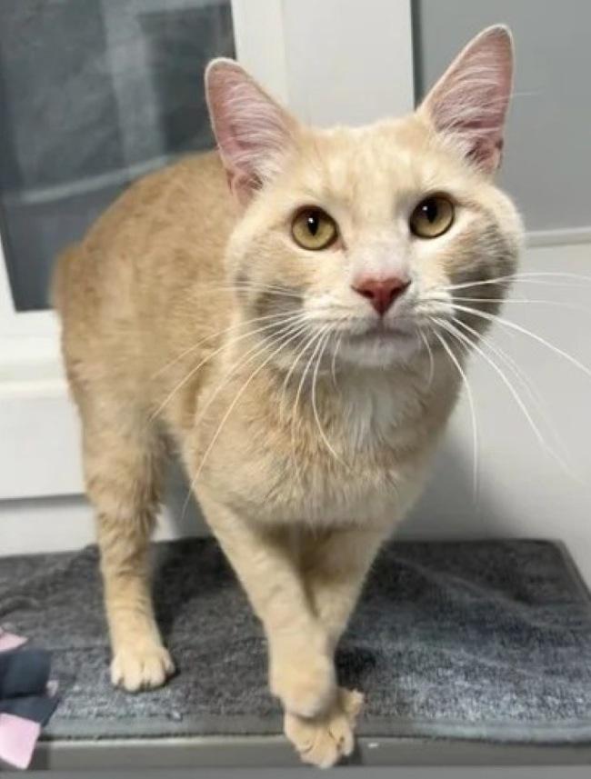 BACON, a ADOPTABLE Domestic Short Hair in Madison, WI image 2/3