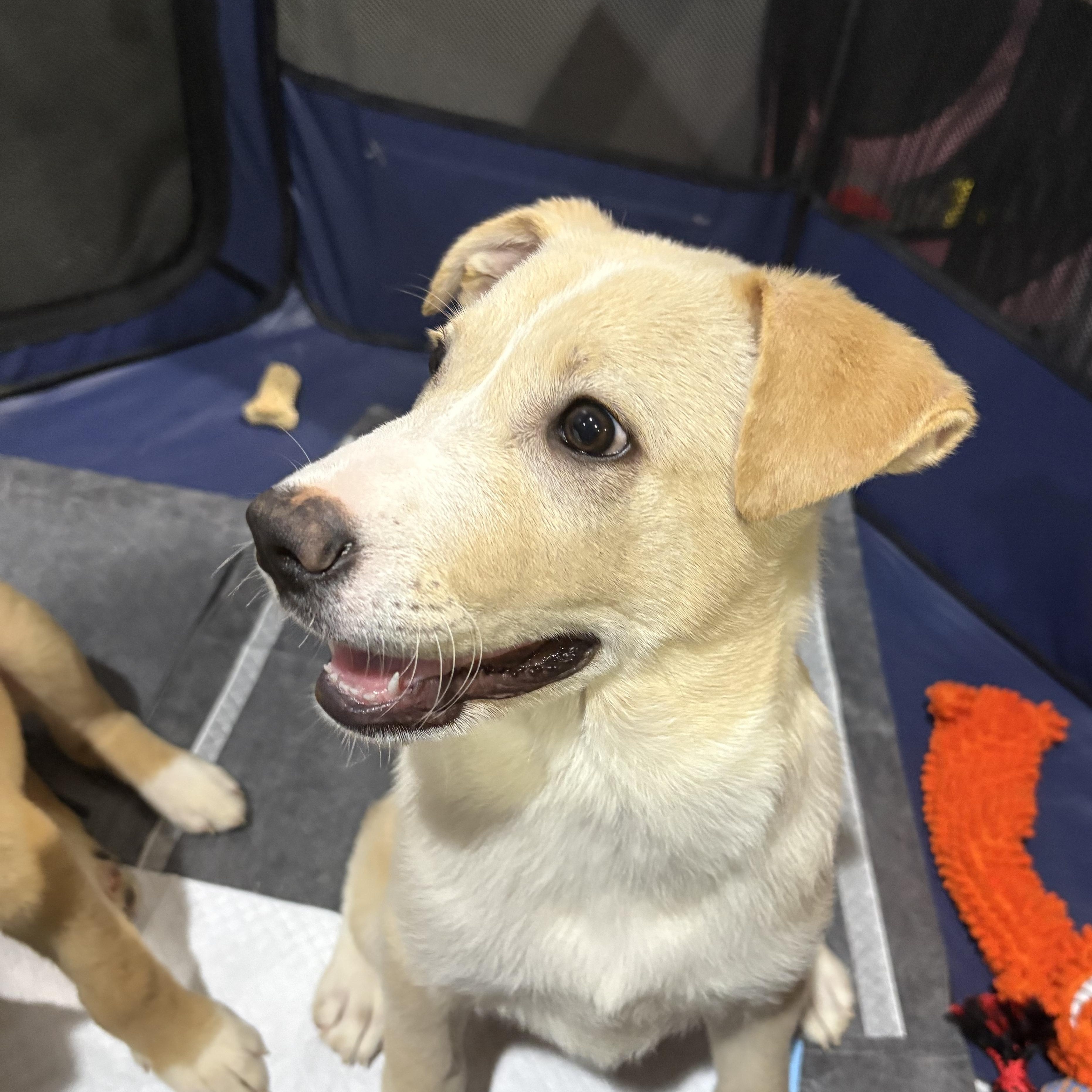 Daphne — thumbnail 2