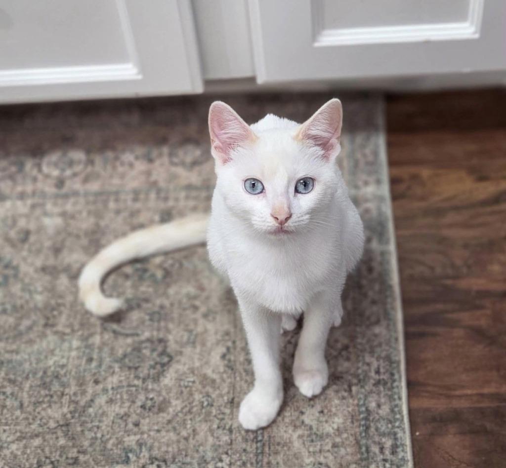 Enlarge Willow, a Adoptable mixed breed in Lancaster, PA image 3/3