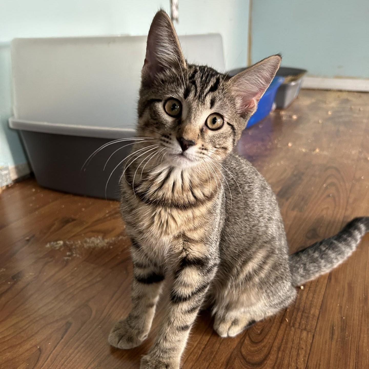 Camembert, Adoptable, Kitten Male Domestic Short Hair.