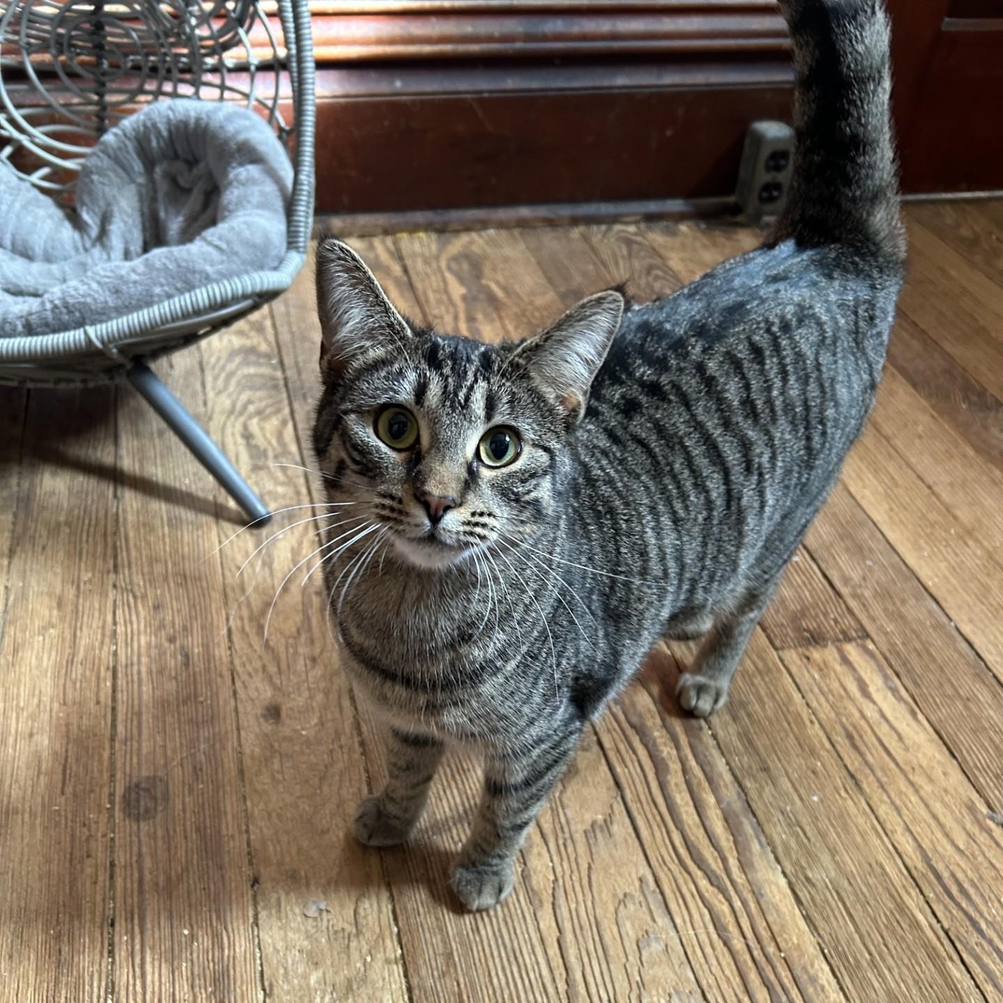 Camembert, a Adoptable Domestic Short Hair in Springdale, AR image 2/2