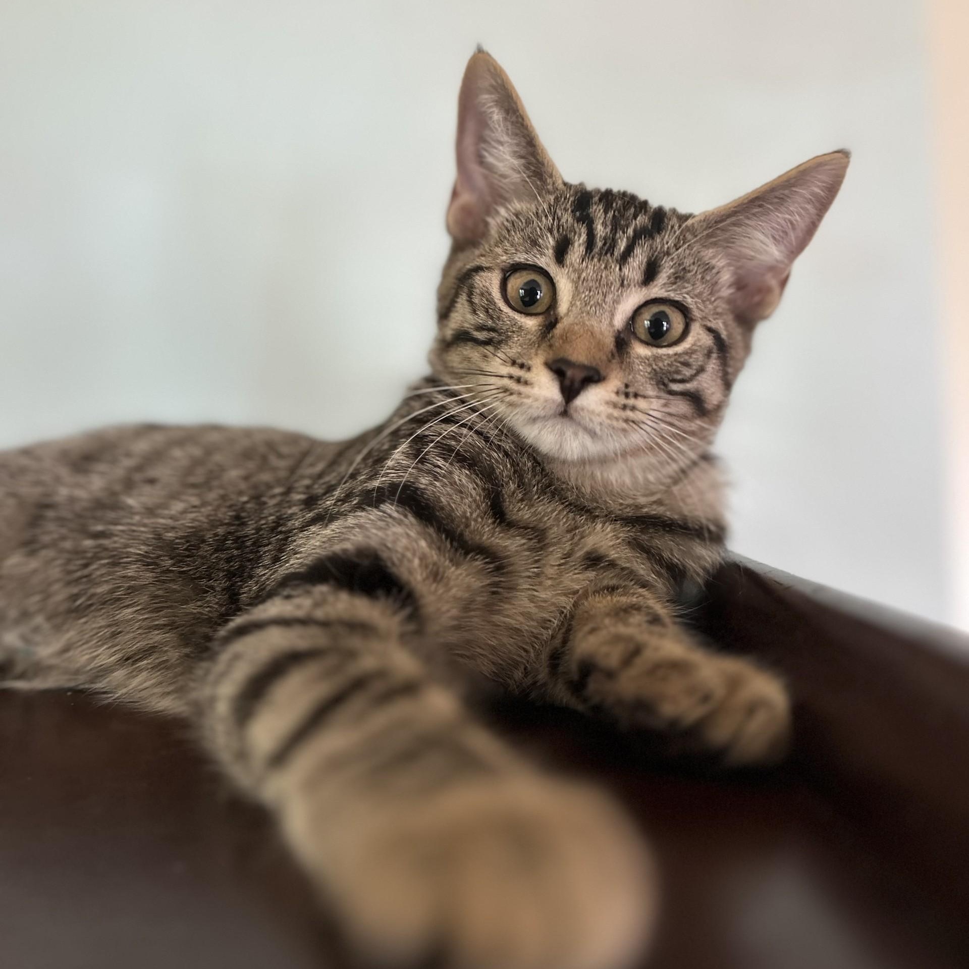 Camembert, a Adoptable Domestic Short Hair image 2/4