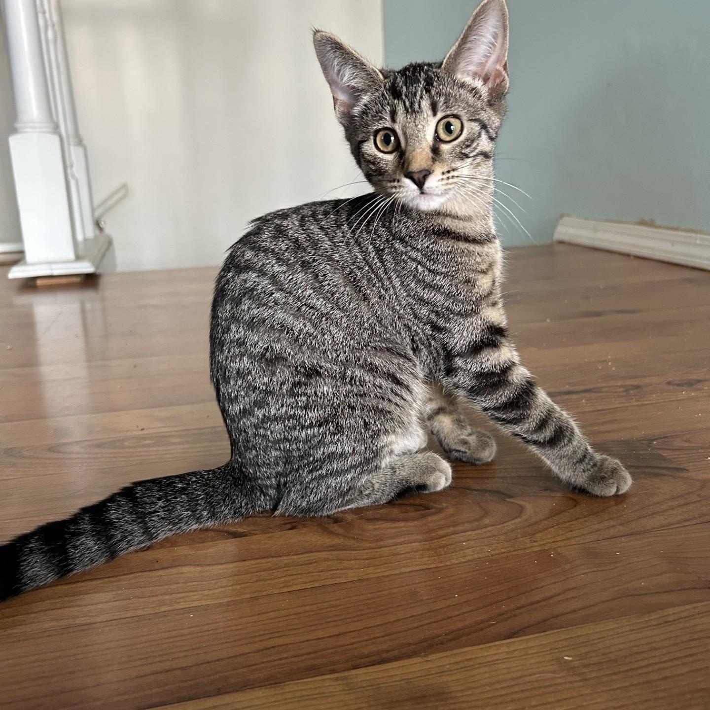 Camembert, a Adoptable Domestic Short Hair image 3/4