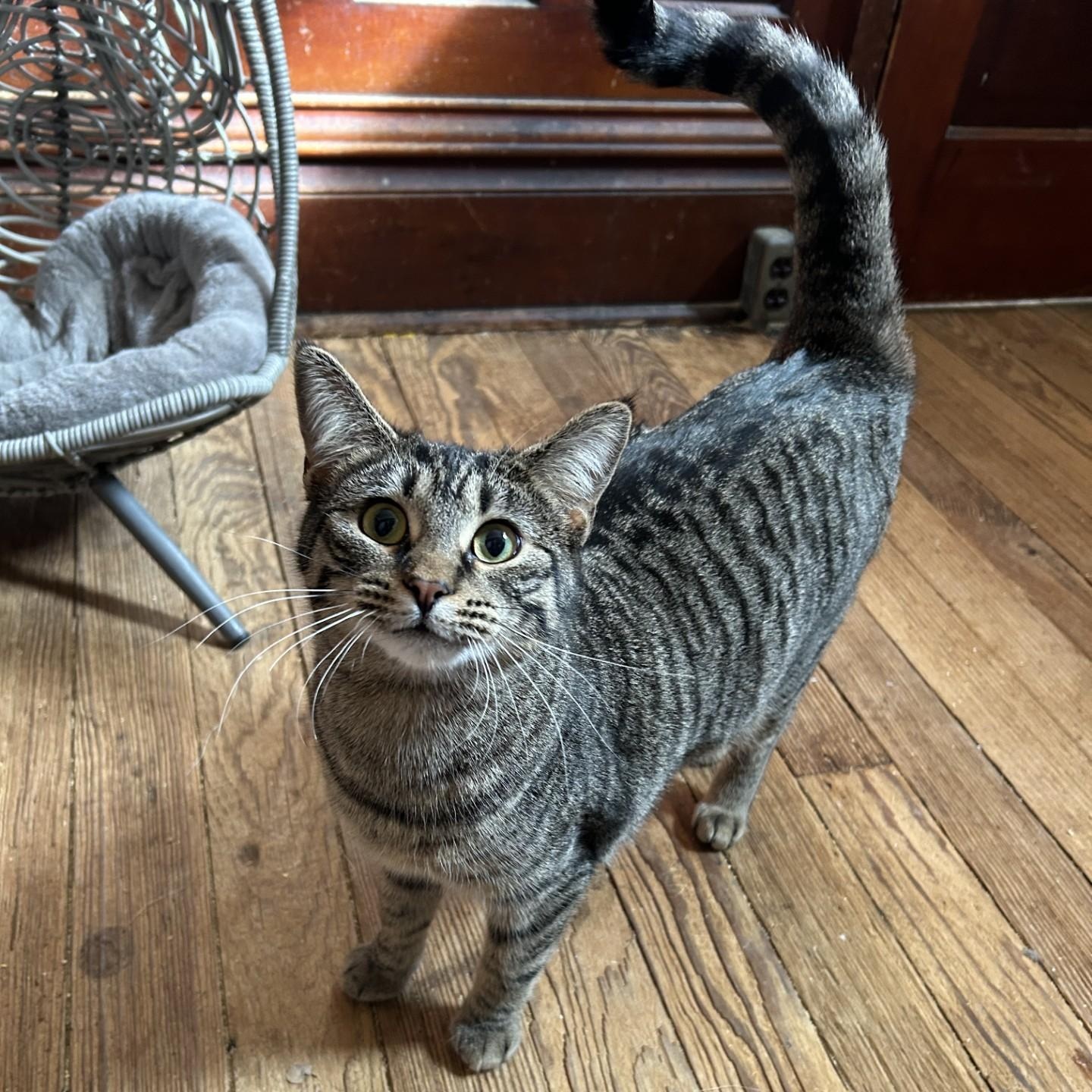 Camembert, Adoptable, Young Male Domestic Short Hair.