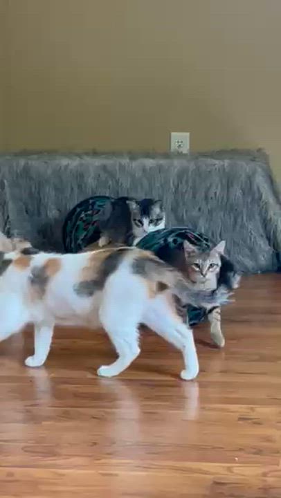 Enlarge Camembert, a Adoptable Domestic Short Hair video 4/4