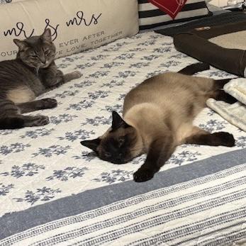 Enlarge Lilly, a Adopted Siamese in Citra, FL image 1/4