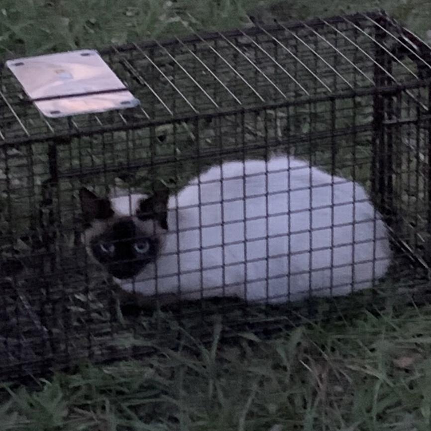 Enlarge Lilly, a Adopted Siamese in Citra, FL image 2/4