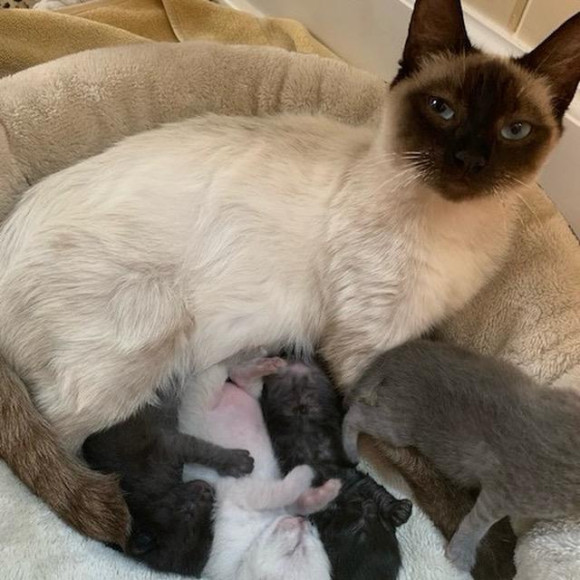 Enlarge Lilly, a Adopted Siamese in Citra, FL image 3/4