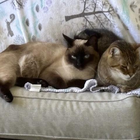 Enlarge Lilly, a Adopted Siamese in Citra, FL image 4/4