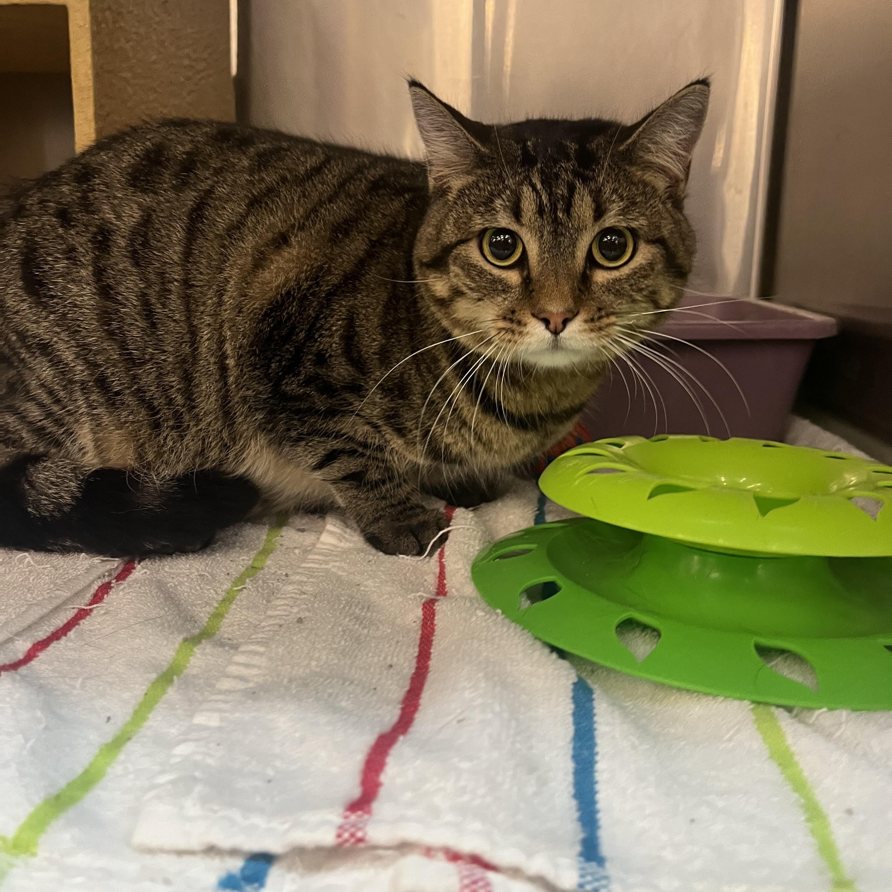 Enlarge Viola, an adopted mixed breed in Omaha, NE image 3/5