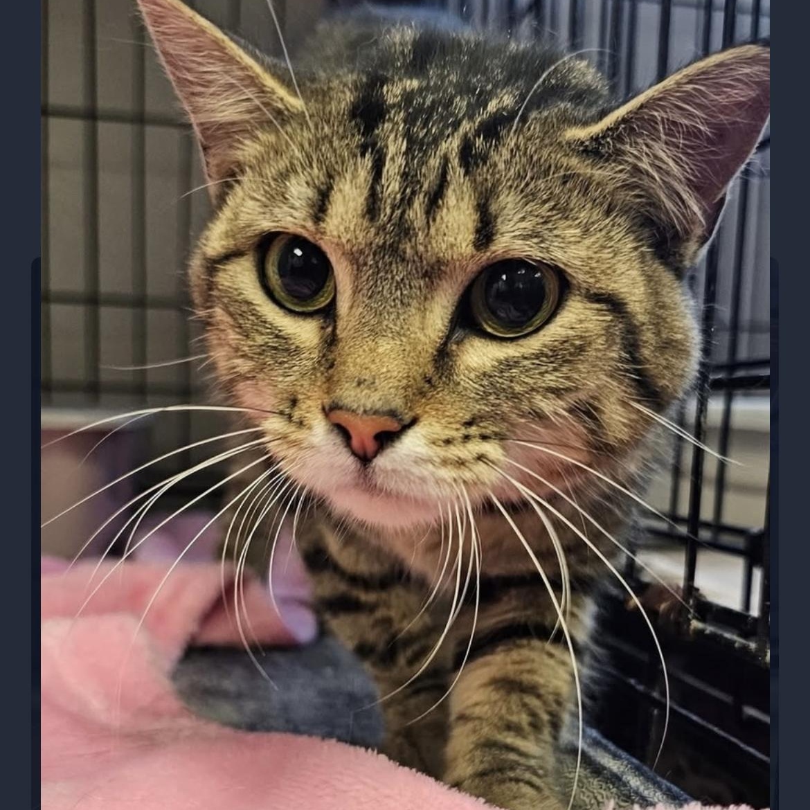 Enlarge Viola, an adopted mixed breed in Omaha, NE image 2/5