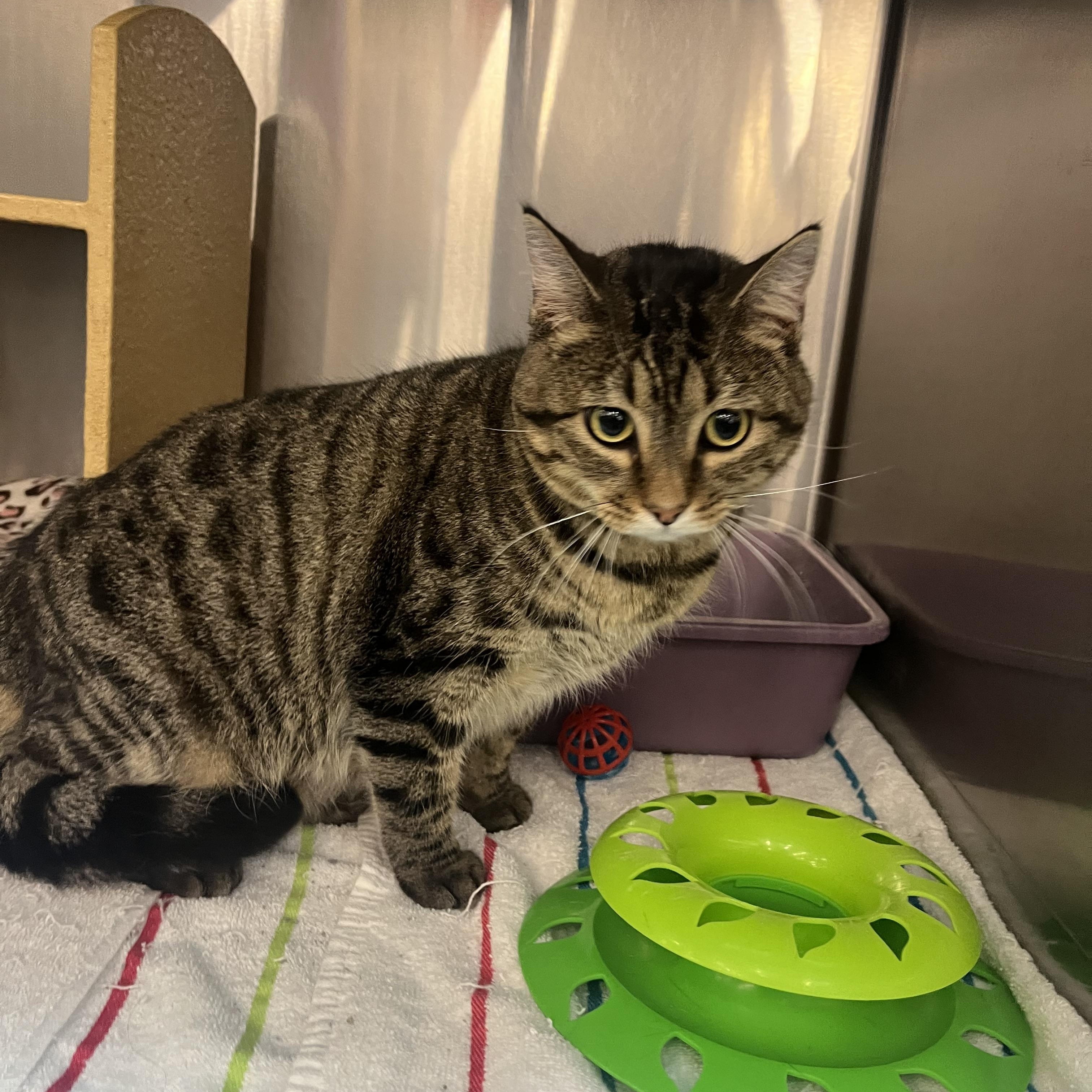 Enlarge Viola, an adopted mixed breed in Omaha, NE image 5/5