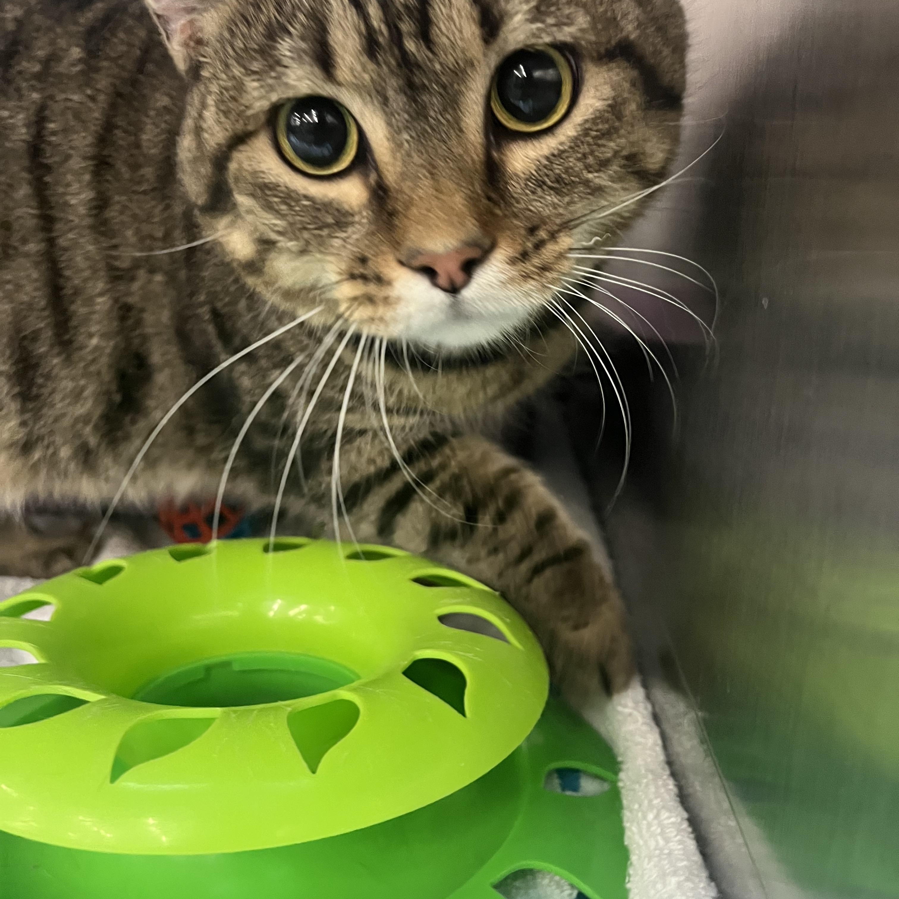 Enlarge Viola, an adopted mixed breed in Omaha, NE image 4/5