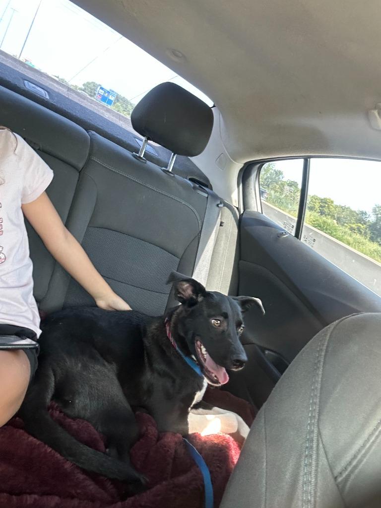 Harvey, Adoptable, Young Male Labrador Retriever.