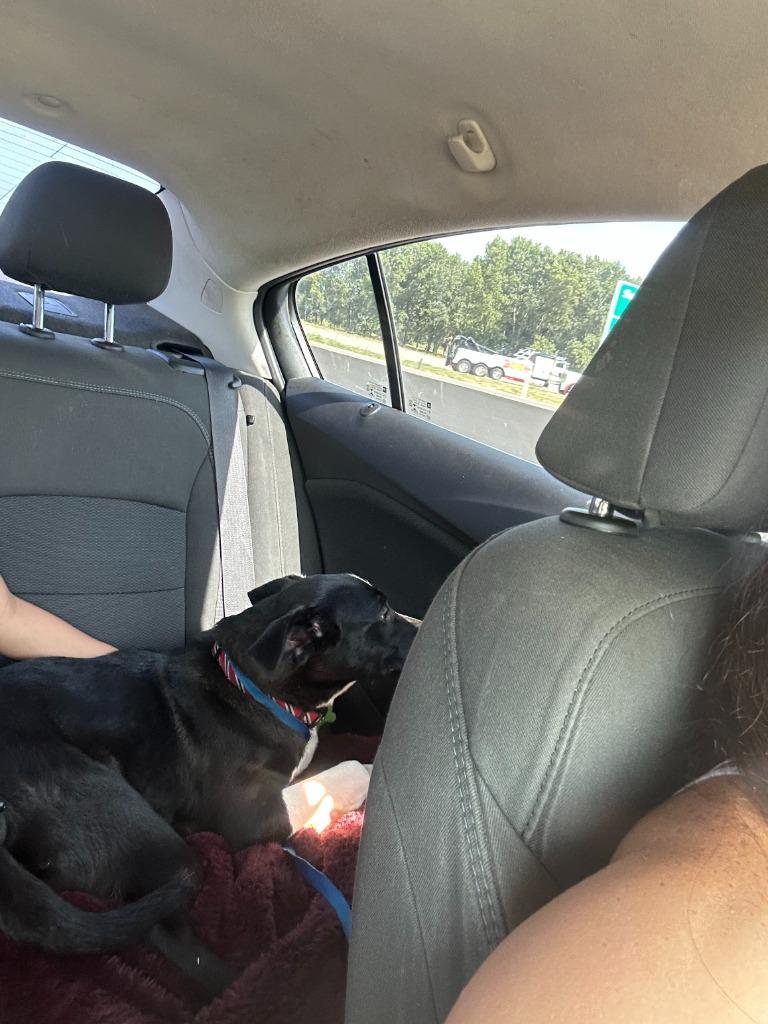 Enlarge Harvey, a Adoptable mixed breed in Mustang, OK image 2/2