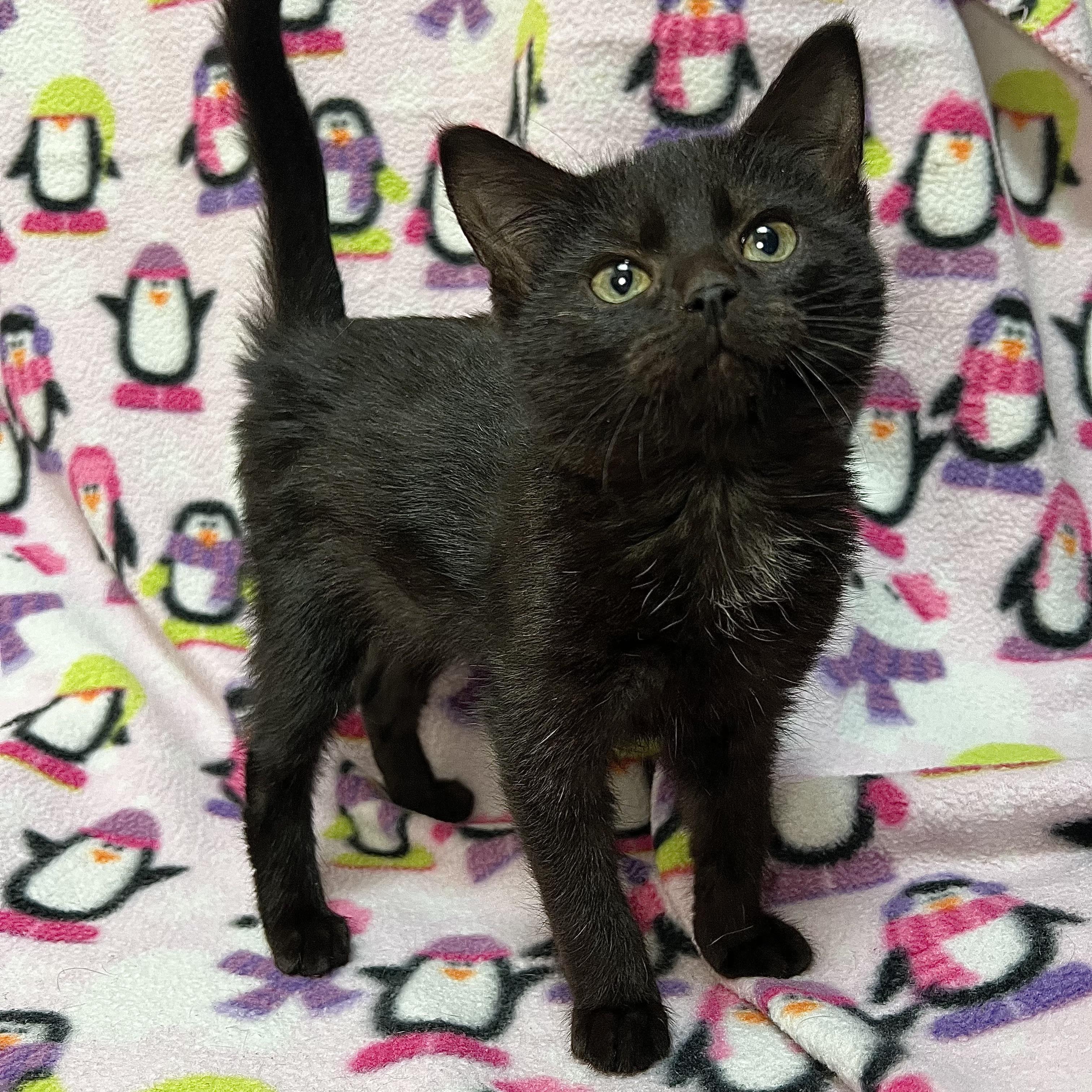 Magenta, adopted, Kitten Female Domestic Short Hair.