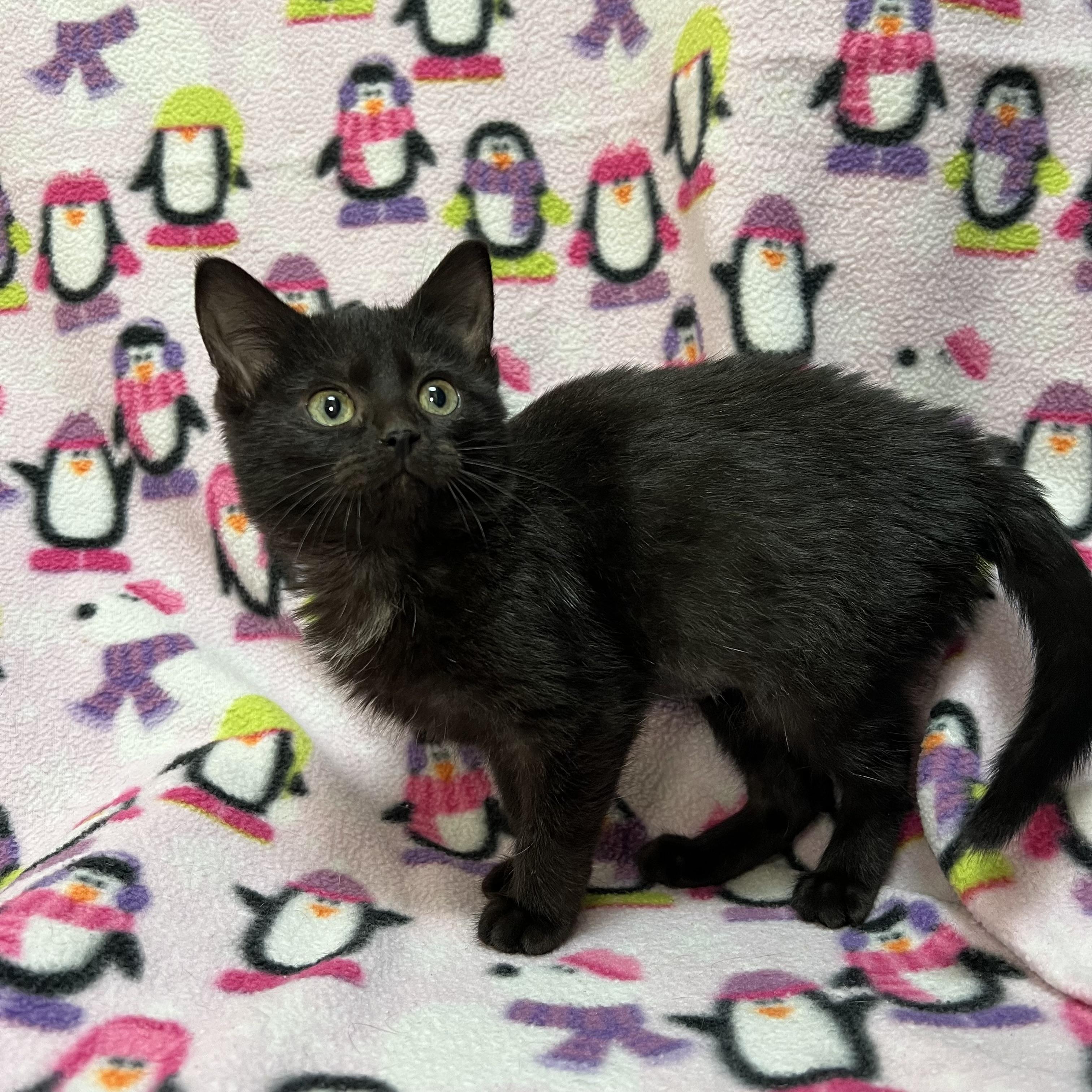 Enlarge Magenta, an adopted Domestic Short Hair in Fairmont, MN image 2/6
