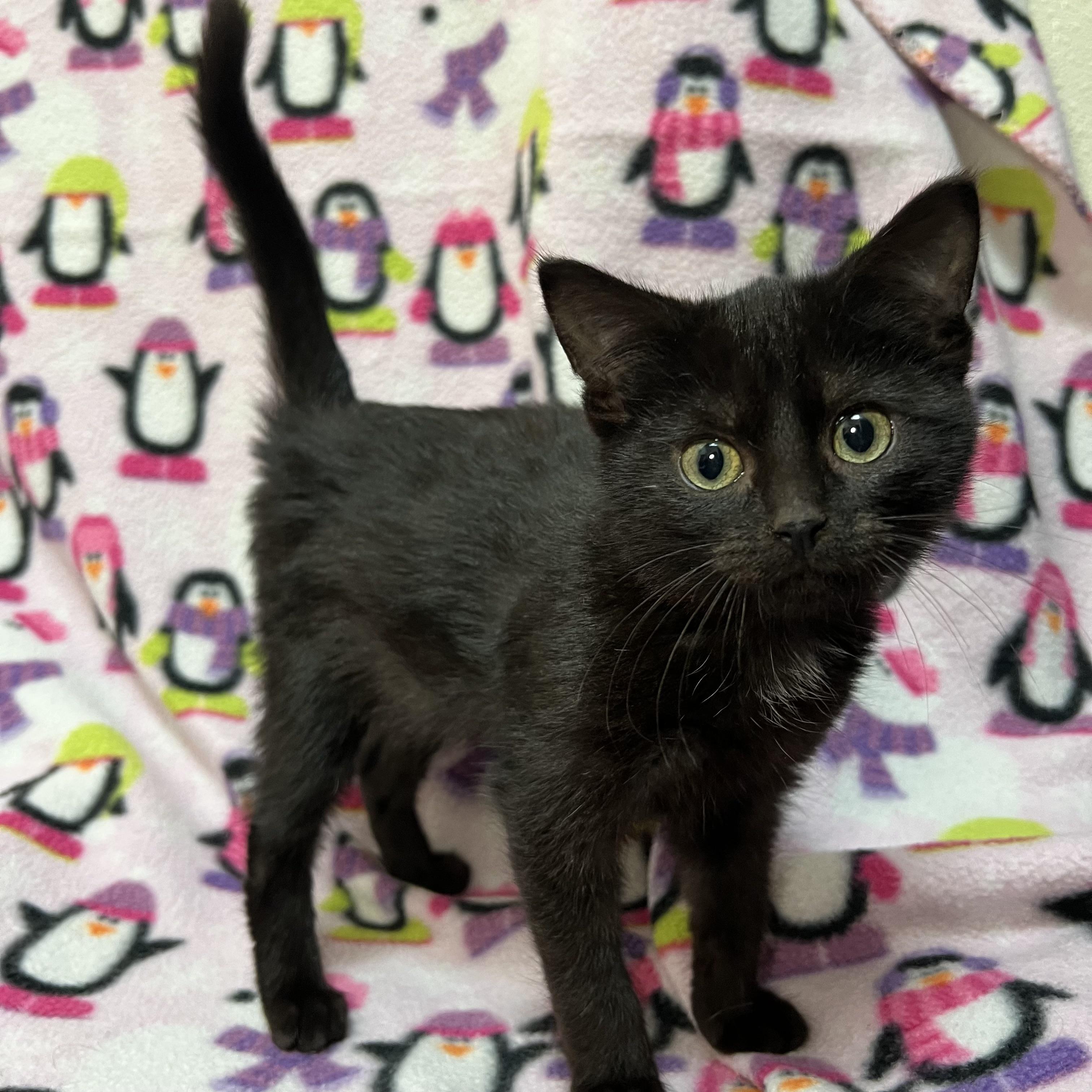 Enlarge Magenta, an adopted Domestic Short Hair in Fairmont, MN image 3/6