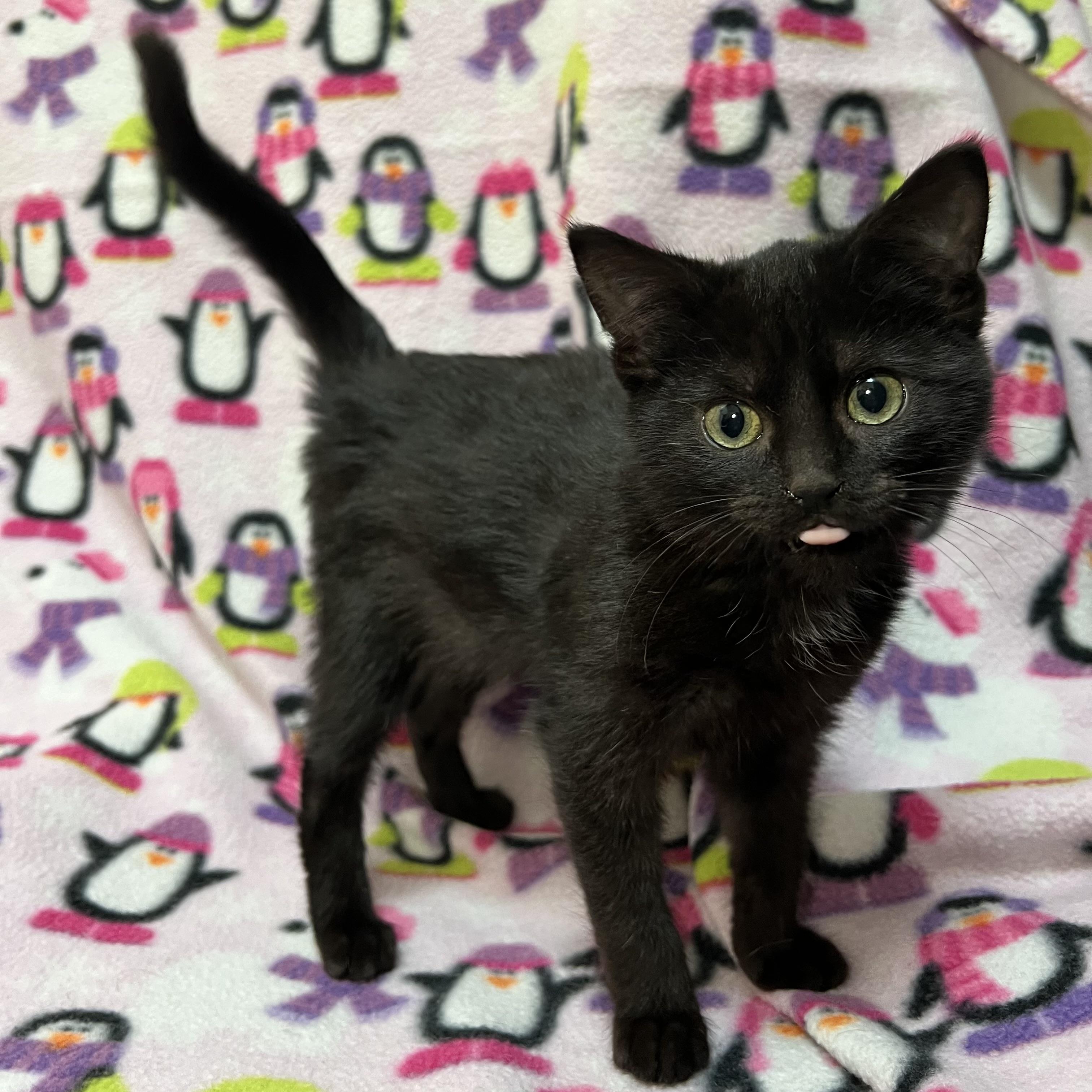 Enlarge Magenta, an adopted Domestic Short Hair in Fairmont, MN image 4/6