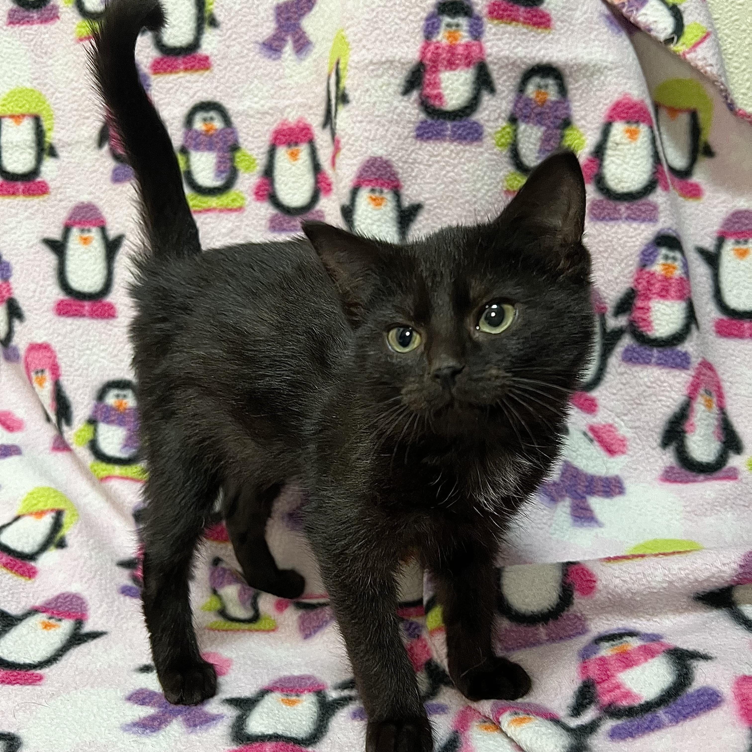 Enlarge Magenta, an adopted Domestic Short Hair in Fairmont, MN image 5/6