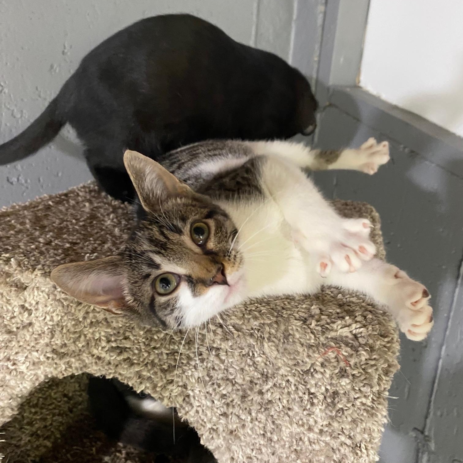 Enlarge Tiki, a Adoptable Domestic Short Hair in Barrington Hills, IL image 3/4