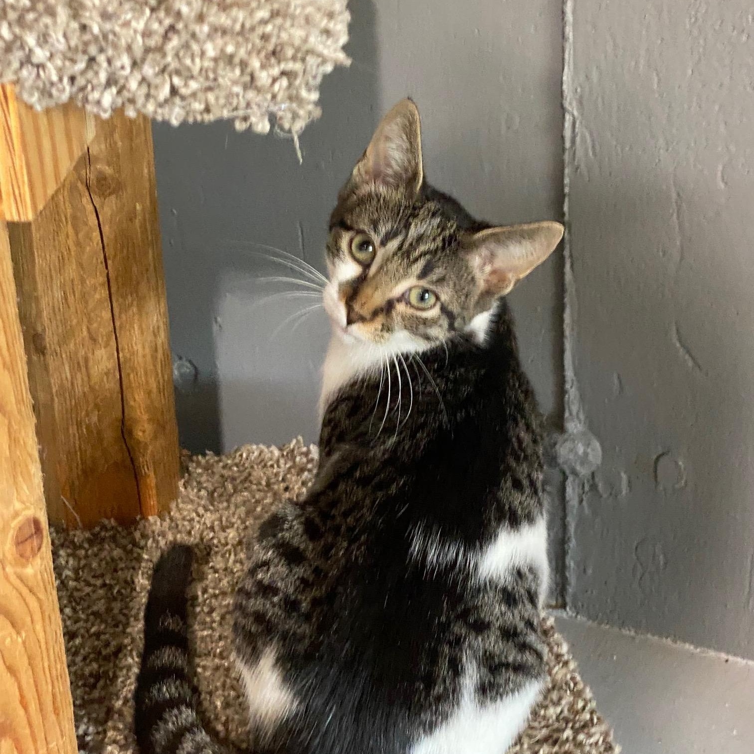 Enlarge Tiki, a Adoptable Domestic Short Hair in Barrington Hills, IL image 4/4