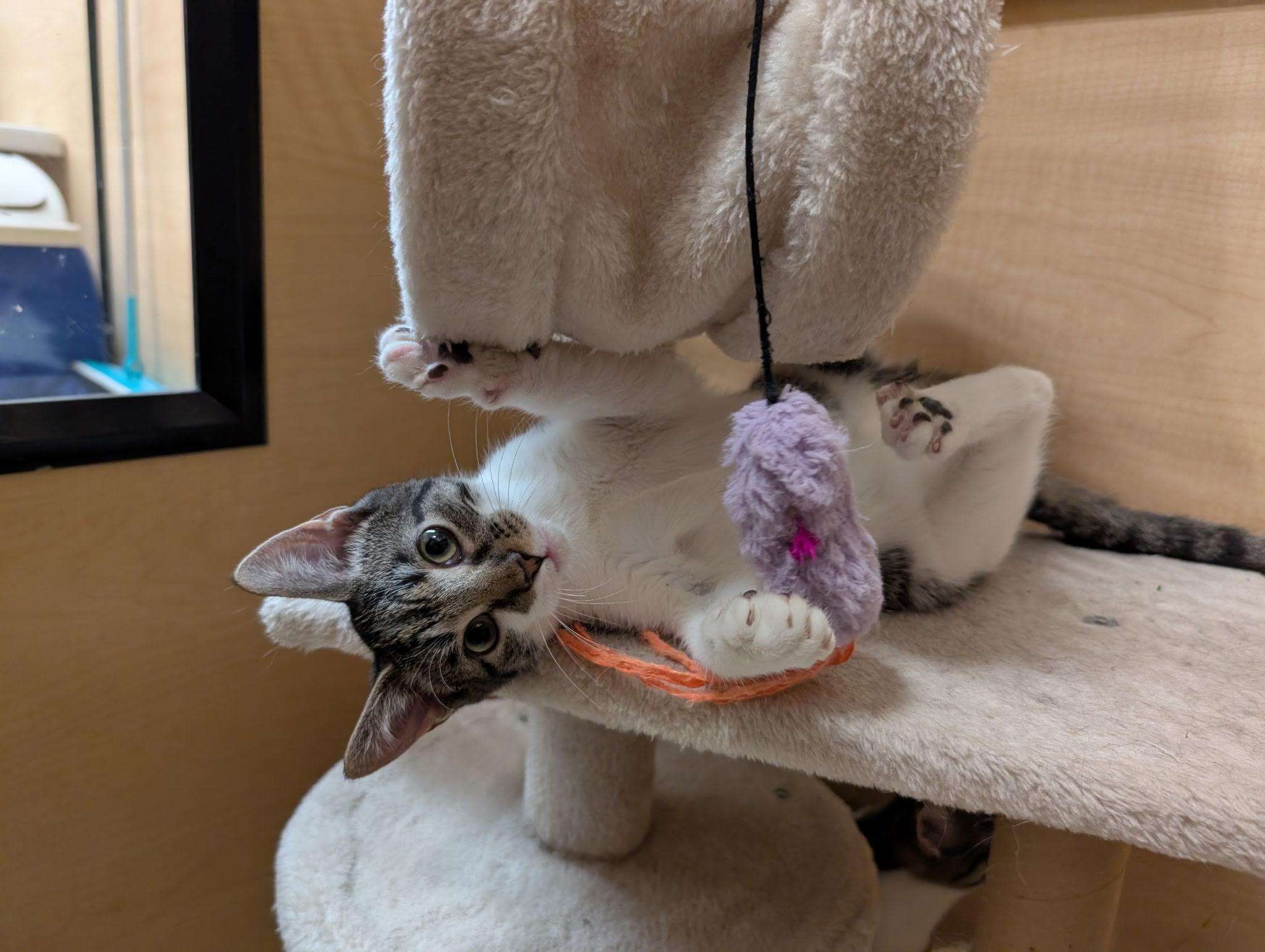 Enlarge Tiki, a Adoptable Domestic Short Hair in Barrington Hills, IL image 1/4