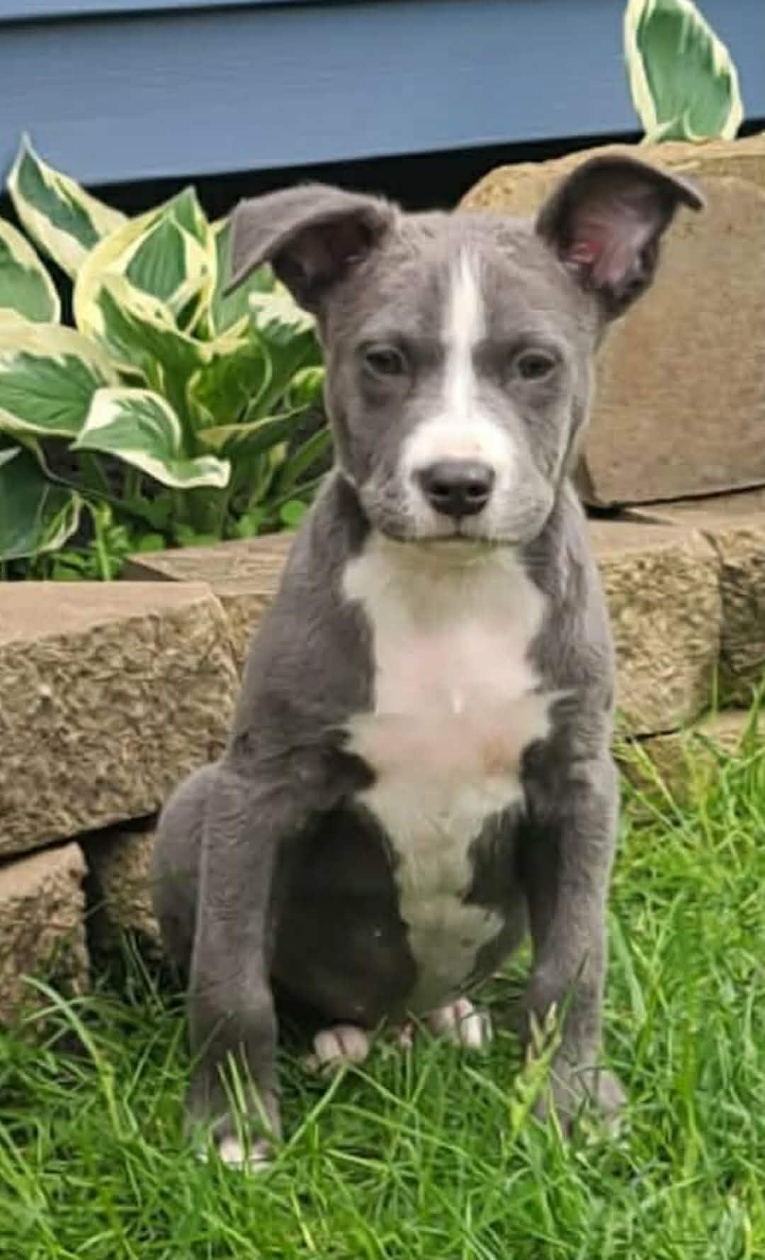 Johnny, Adopted, Puppy Male American Staffordshire Terrier.