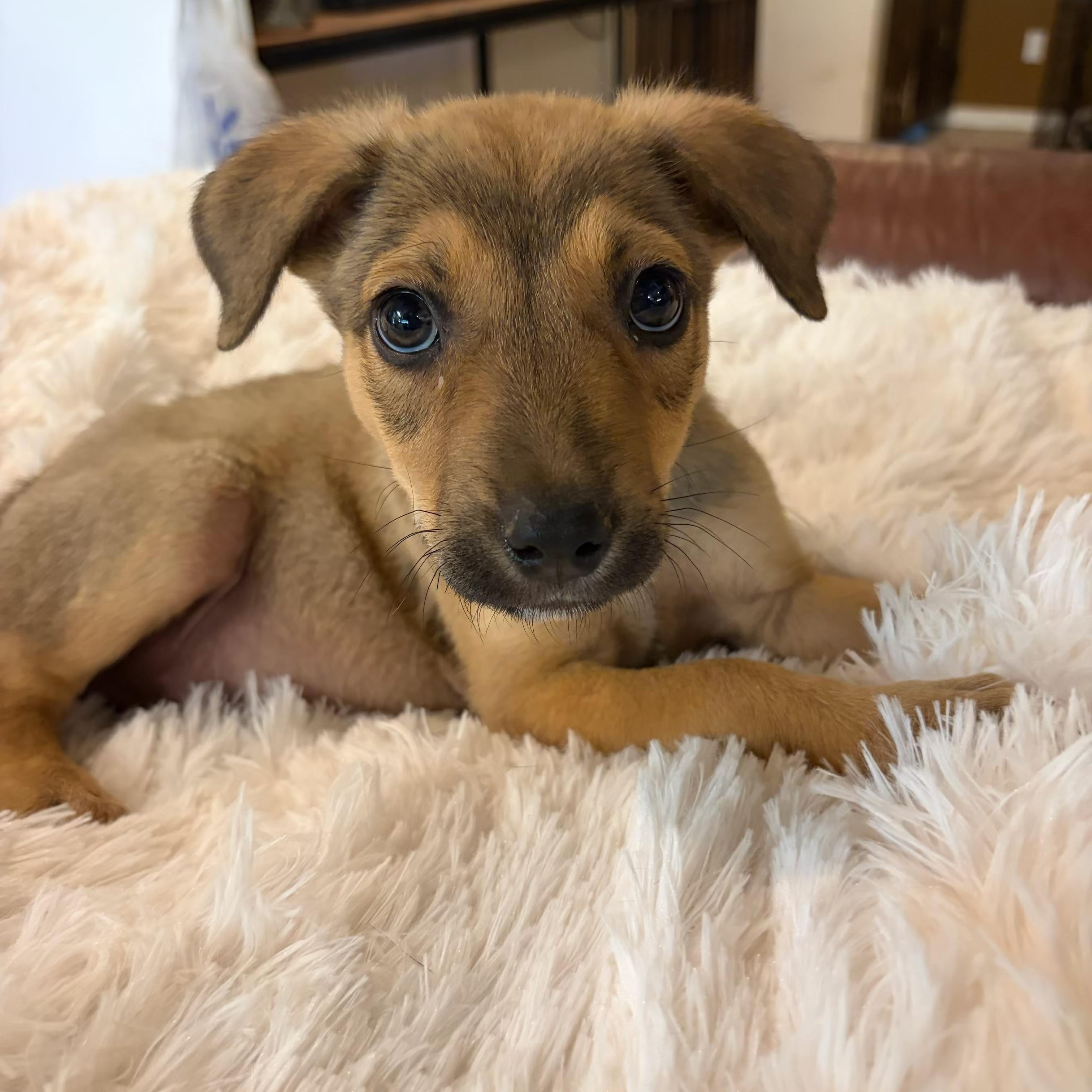 Enlarge Jack, an adopted mixed breed in Gilbert, AZ image 5/6
