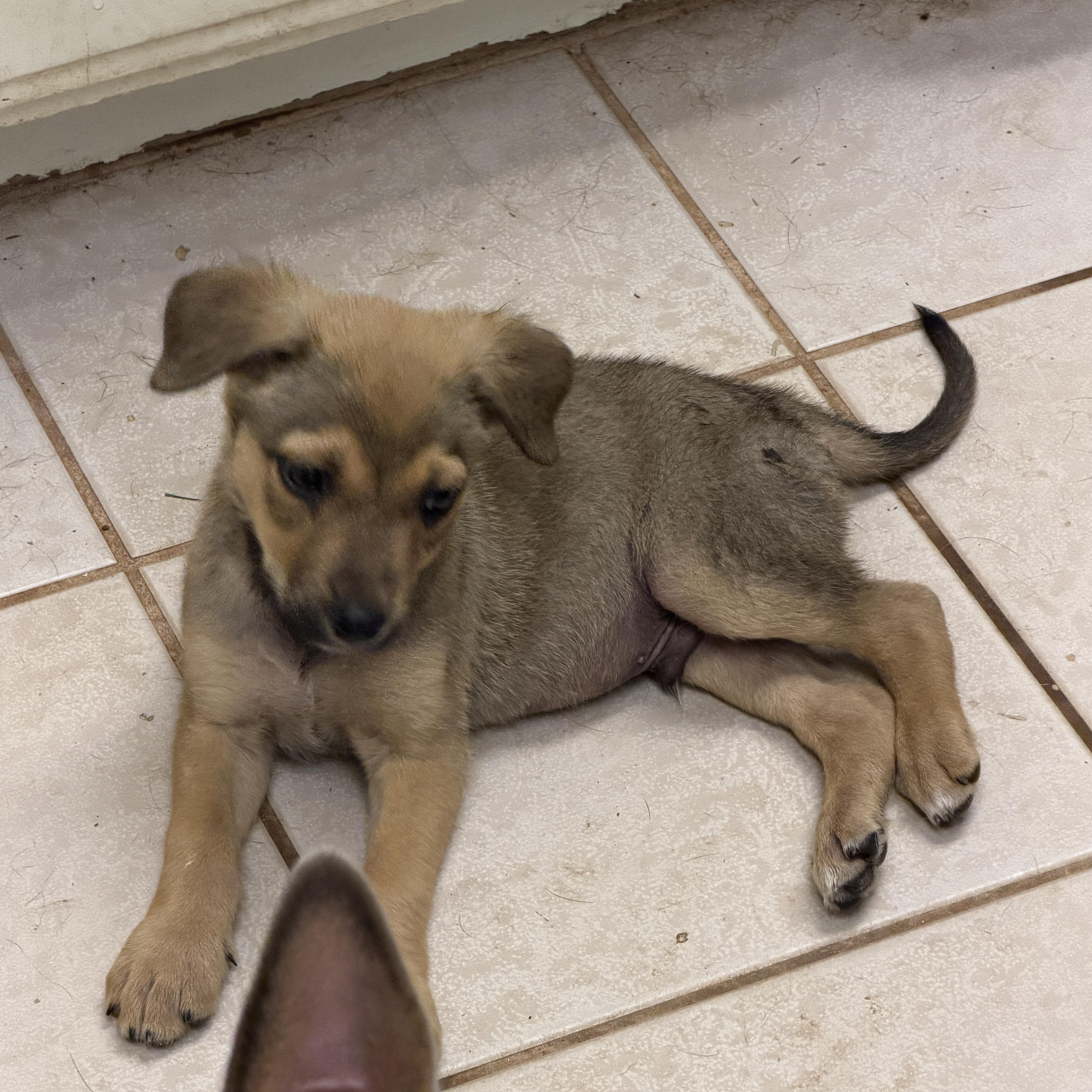 Enlarge Jack, an adopted mixed breed in Gilbert, AZ image 4/6