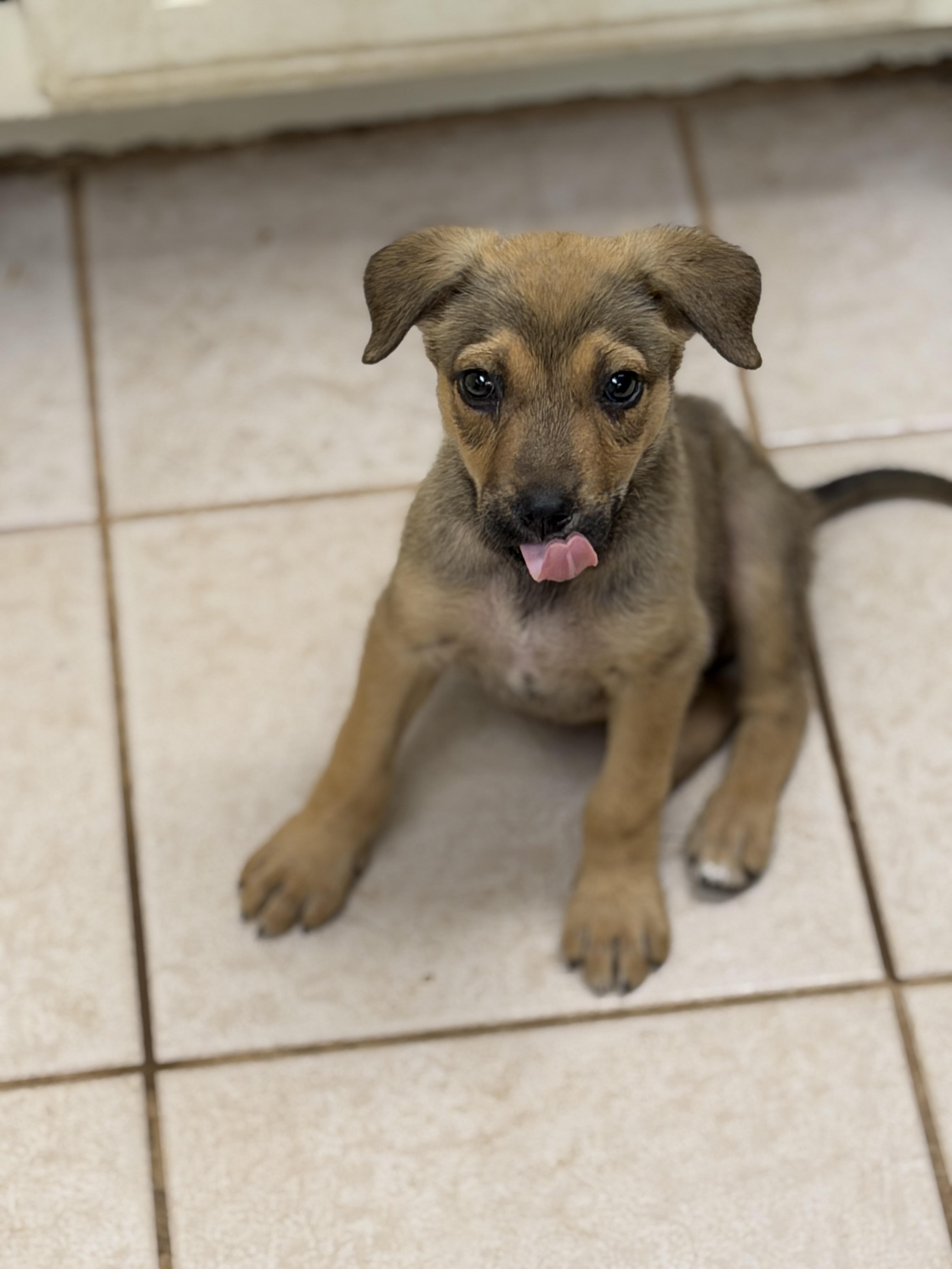 Enlarge Jack, an adopted mixed breed in Gilbert, AZ image 2/6