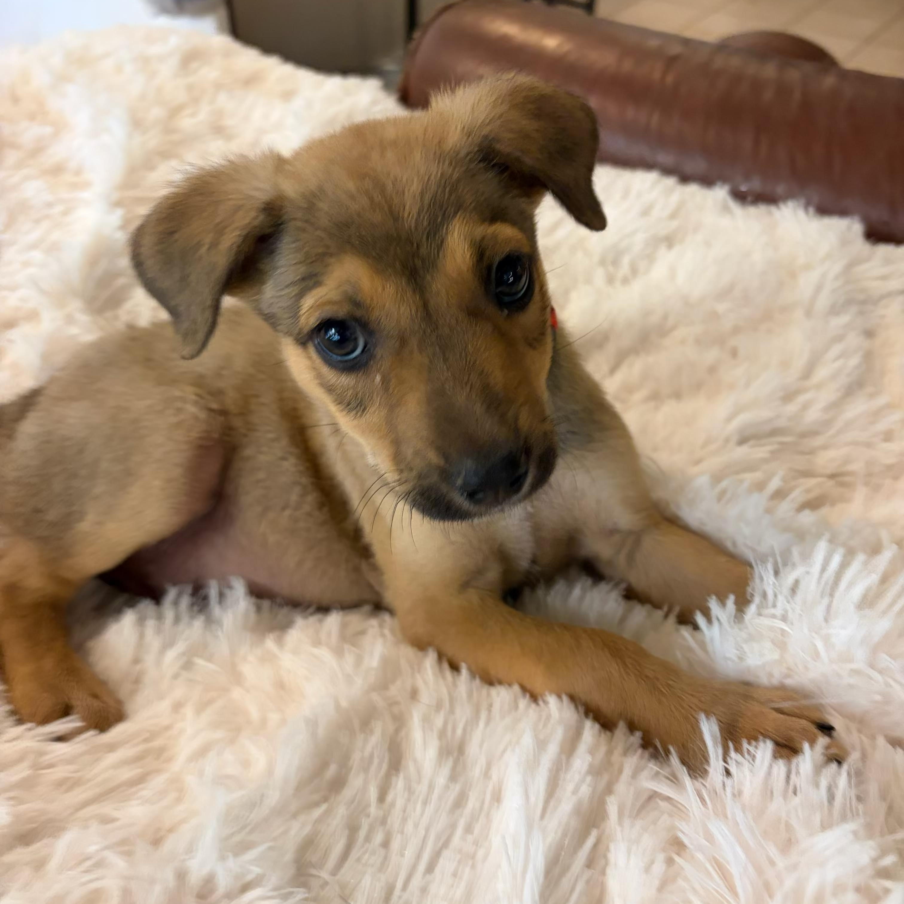 Jack, adopted, Puppy Male Shepherd & Mountain Cur.