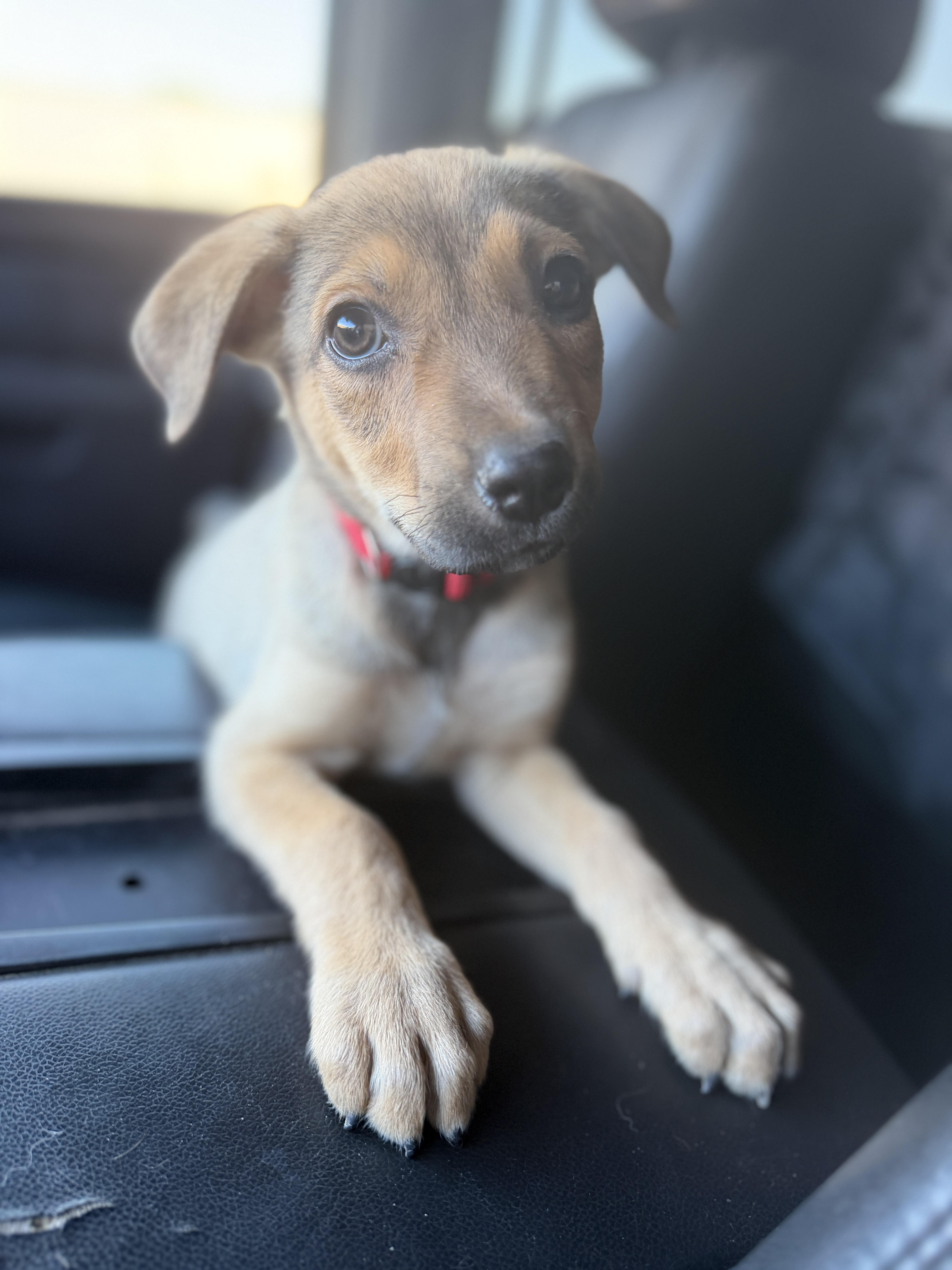 Enlarge Jack, an adopted mixed breed in Gilbert, AZ image 6/6