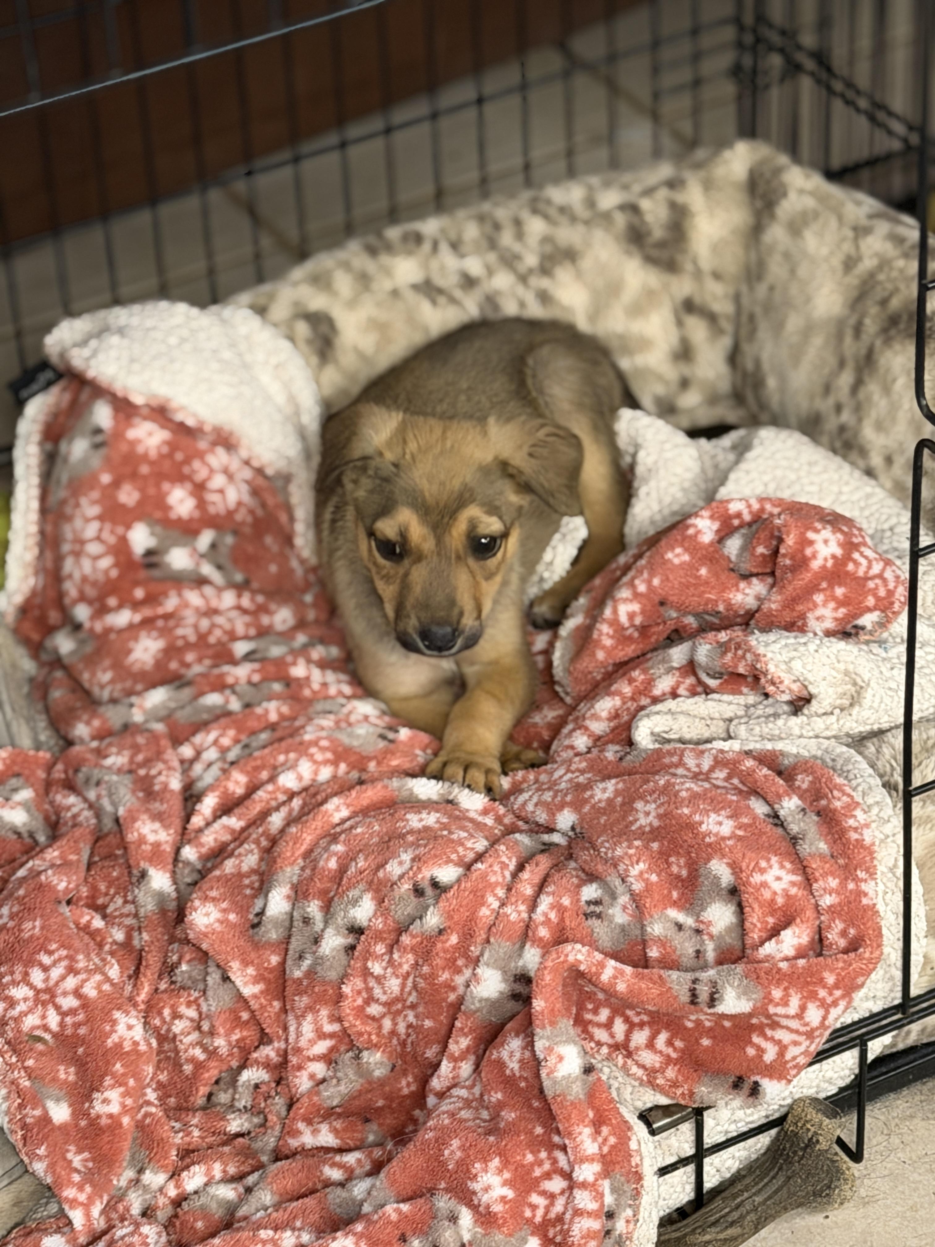 Enlarge Jack, an adopted mixed breed in Gilbert, AZ image 3/6