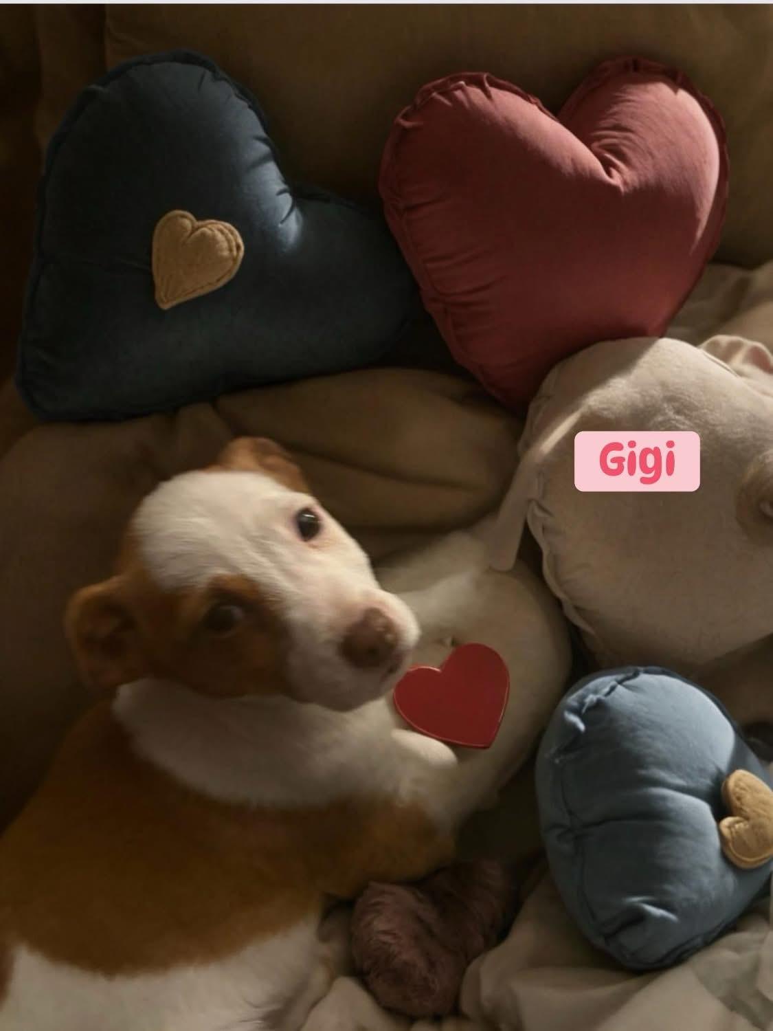 Gigi, adopted, Puppy Female Jack Russell Terrier & Chihuahua.