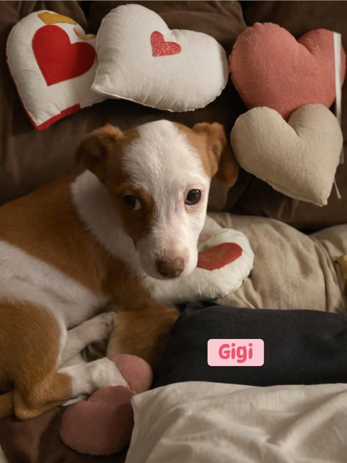 Enlarge Gigi, an adopted mixed breed in Woodbury, NJ image 2/2