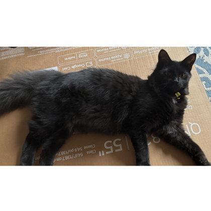 Enlarge Blewit Burg - adopt with Puffball, a Adoptable mixed breed in Hudson, MA image 1/3