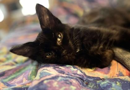 Enlarge Blewit Burg - adopt with Puffball, a Adoptable mixed breed in Hudson, MA image 2/3
