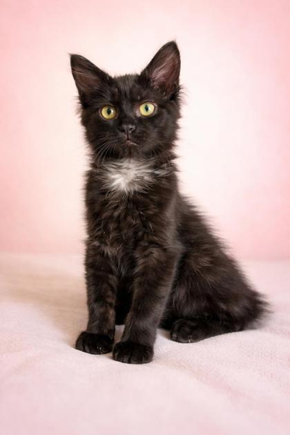 Enlarge Blewit Burg - adopt with Puffball, a Adoptable mixed breed in Hudson, MA image 3/3
