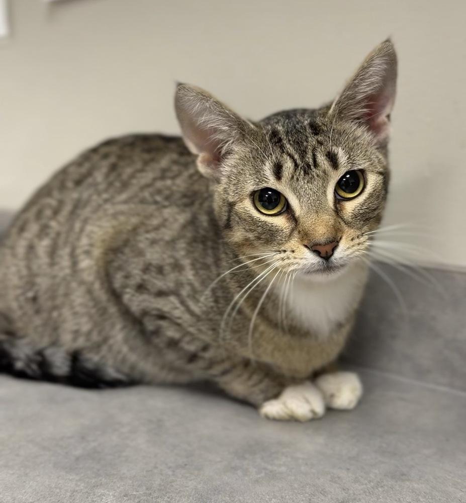 Enlarge Cleo, a Adoptable mixed breed in Bemidji, MN image 1/1