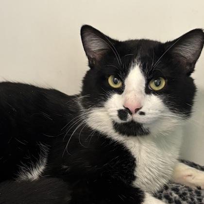 Cricket, Adoptable, Young Male Domestic Short Hair & Domestic Short Hair.