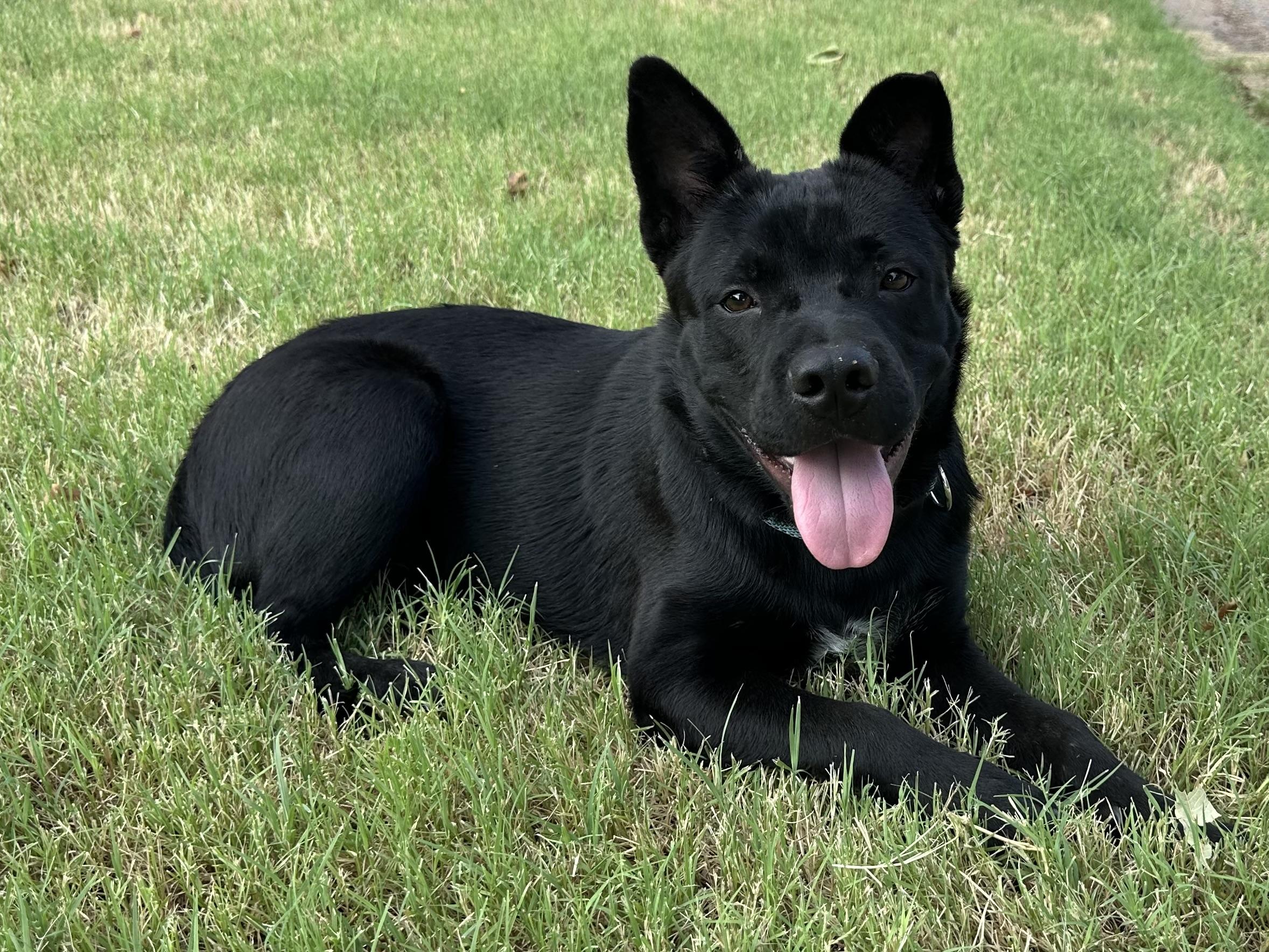 Koda, Adoptable, Young Male Chow Chow & Belgian Shepherd / Malinois.