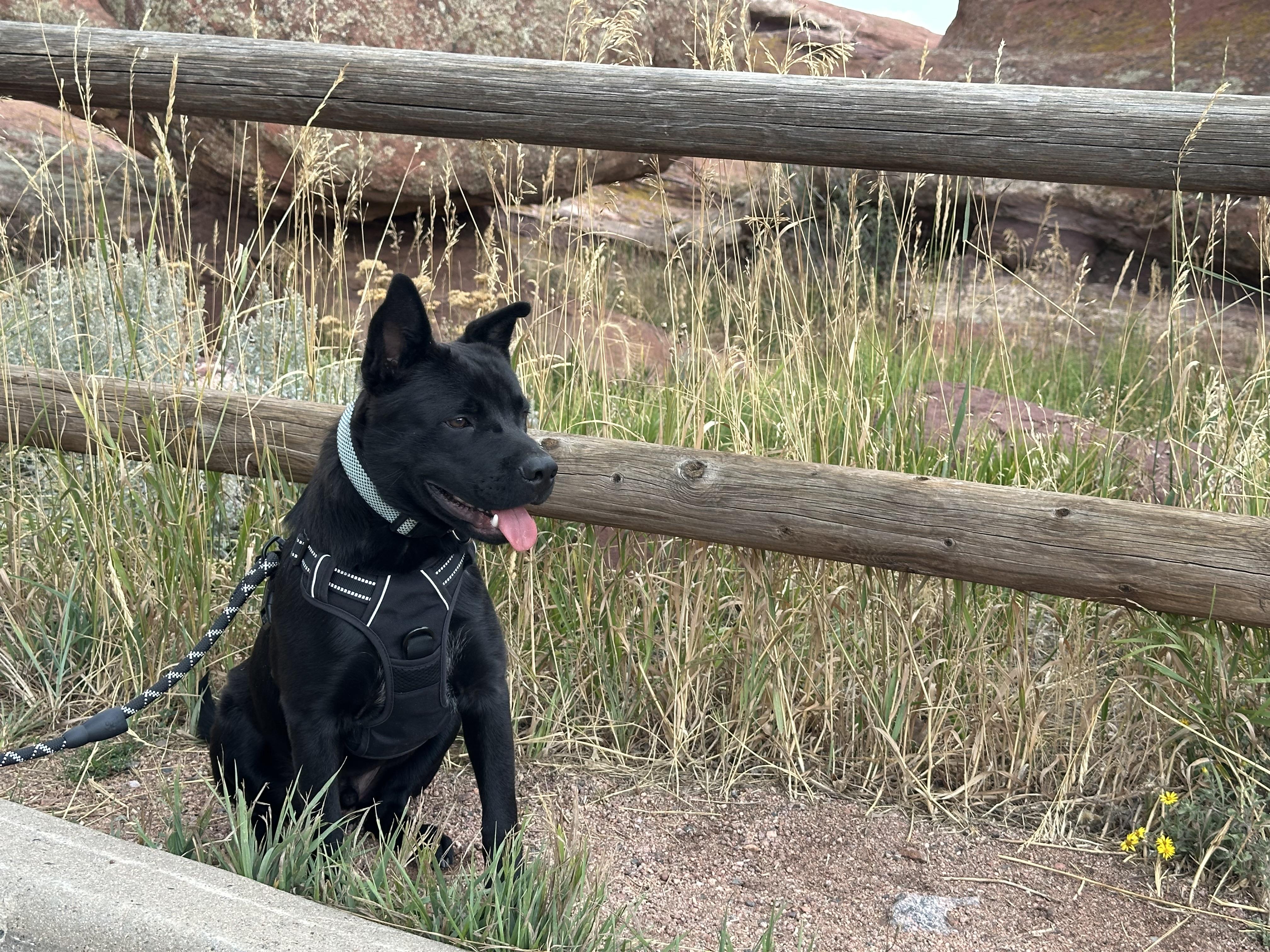 Enlarge Koda, a Adoptable mixed breed in New Braunfels, TX image 3/5