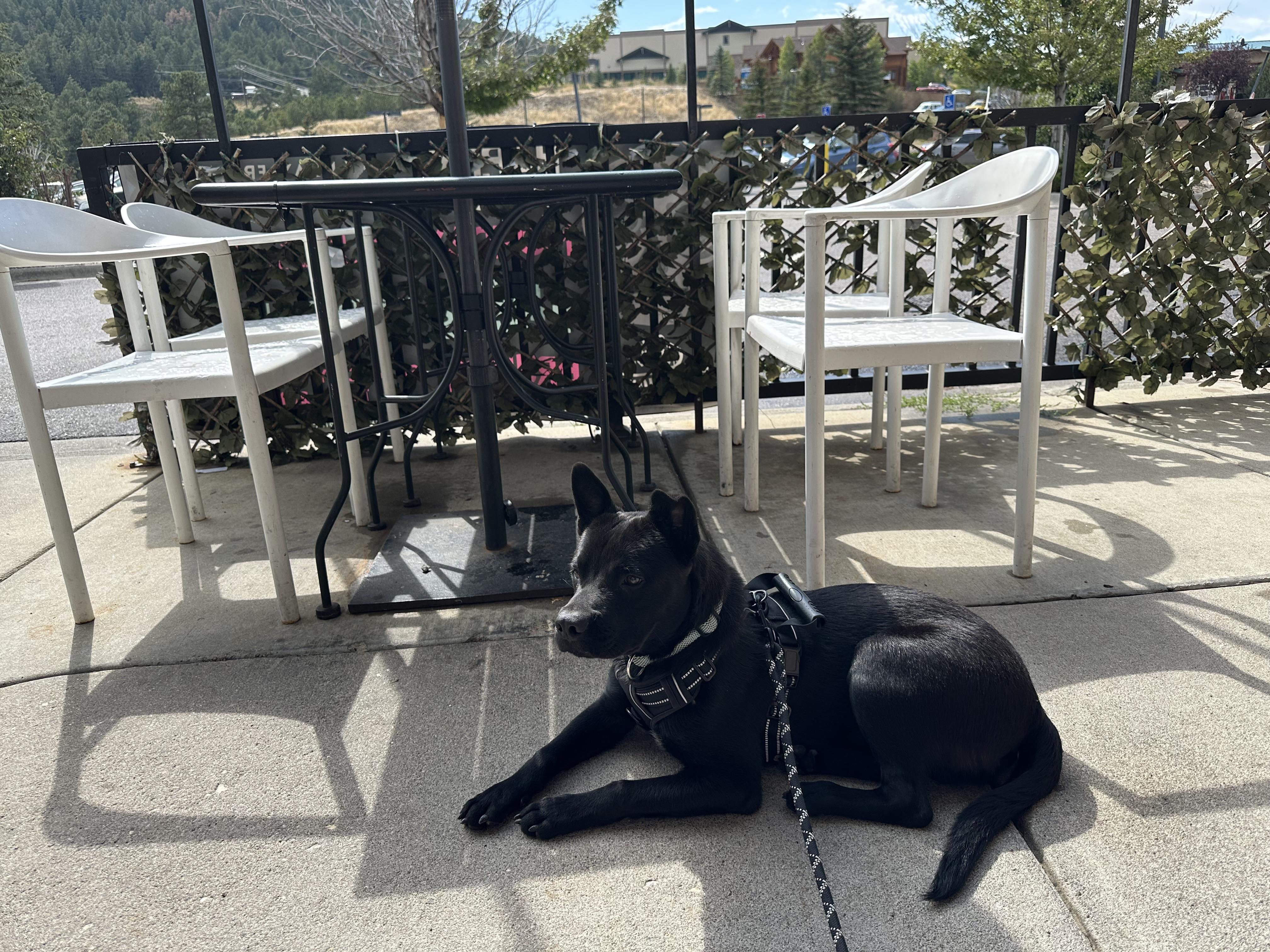 Enlarge Koda, a Adoptable mixed breed in New Braunfels, TX image 5/5