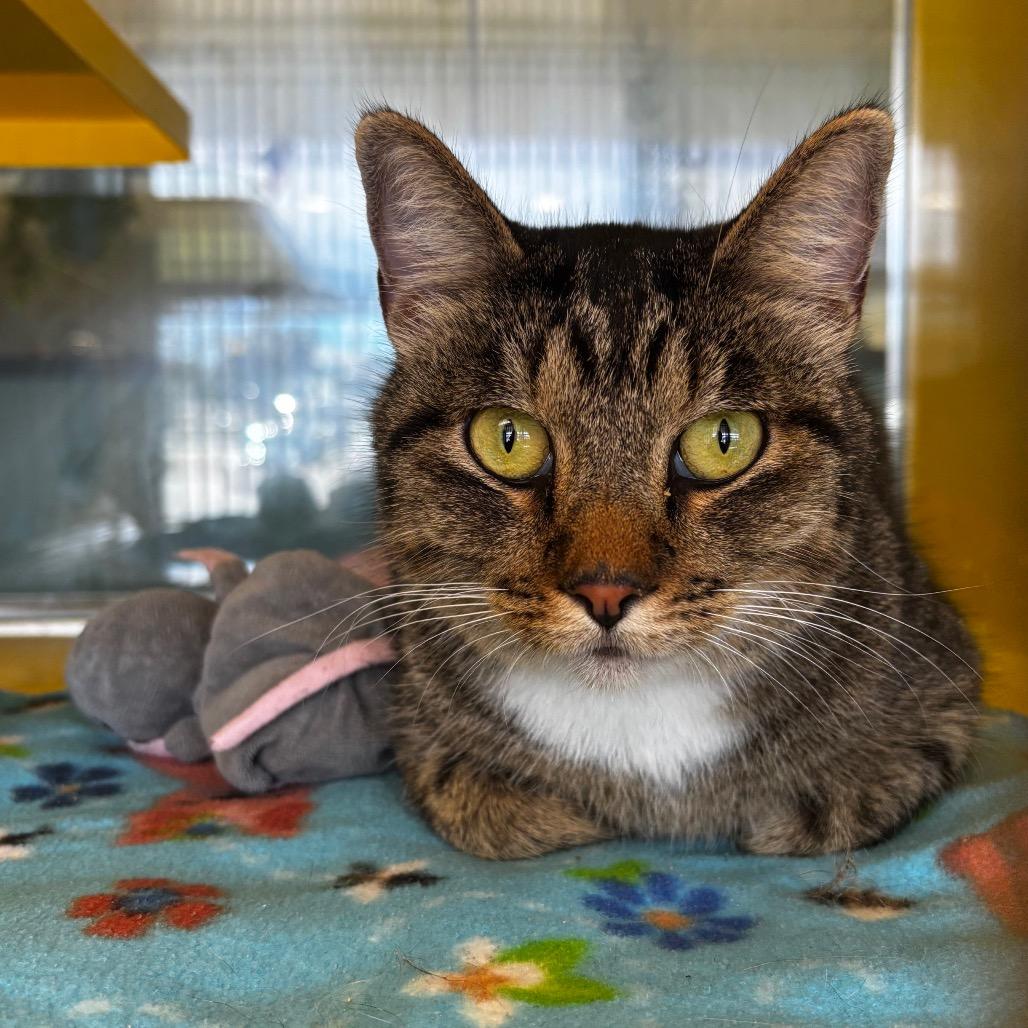 Ru'ah, Adoptable, Adult Male Domestic Medium Hair.