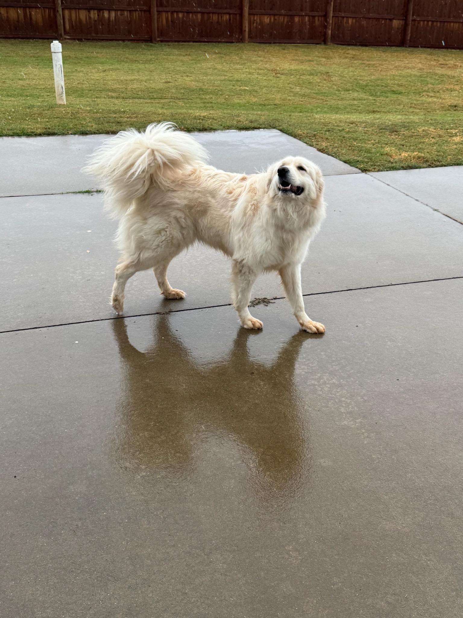 Journey, Adoptable, Young Female Great Pyrenees.