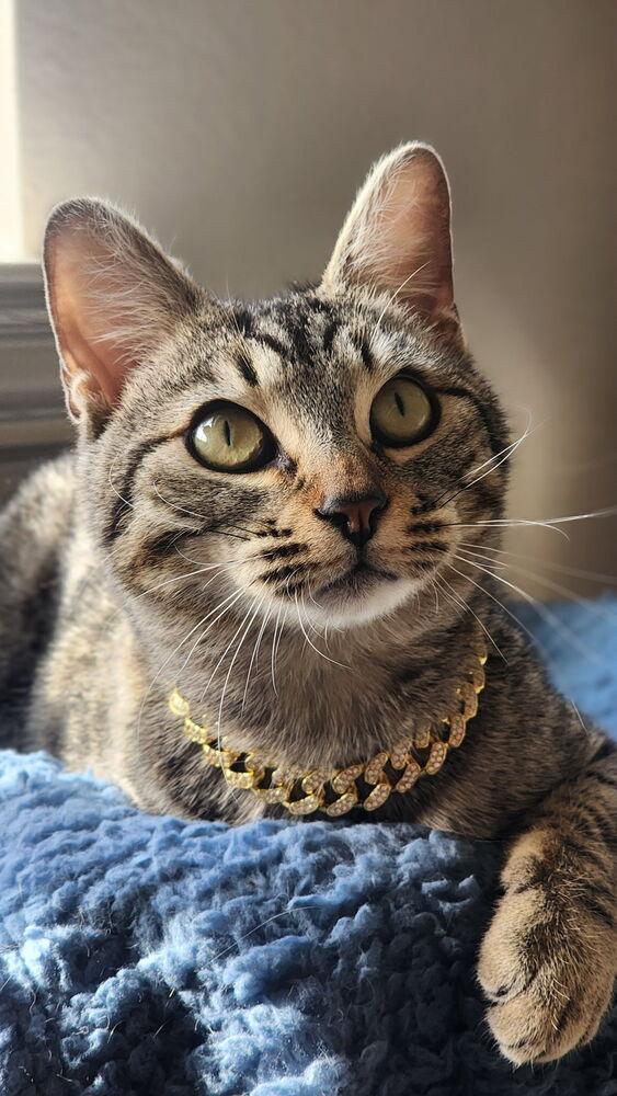 Tommy Pickles — thumbnail 2