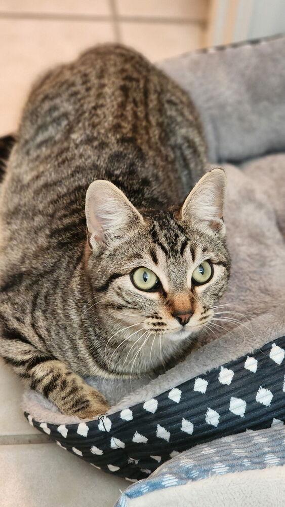 Tommy Pickles — thumbnail 3